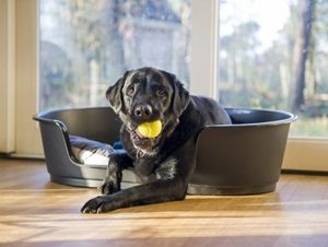 Hond in mandje met tennisbal in bek in bungalow van Landal GreenParks
